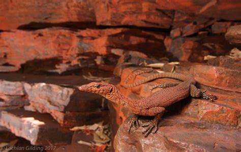 5-week-old Northern Pilbara Rock Monitor (Varanus pilbarensis) annihilating crickets. . Pilbara rock monitor for sale